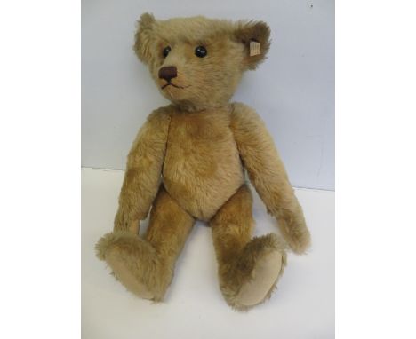 Large size Steiff teddy bear with gold button to ear, hump back with growler. Height 57 cm