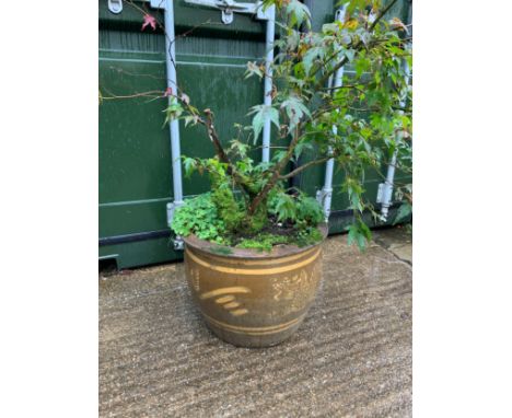 Glazed Garden Planter and Shrub - 36cm H 