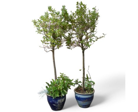 Two bay trees in glazed ceramic pots. Tallest 225cm.