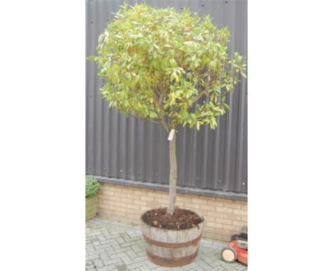 A Bay Tree, housed in a coopered planter