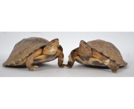 Taxidermy Interest A pair of Victorian tortoise, each of small form with shells being well kept ( see illustrations ) 