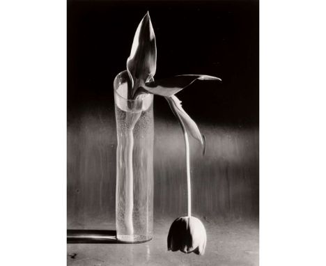  ANDRÉ KERTÉSZ (HUNGARIAN 1894-1985) MELANCHOLIC TULIP, NEW YORK, 1939 signed and dated in pencil (to reverse), vintage gelat