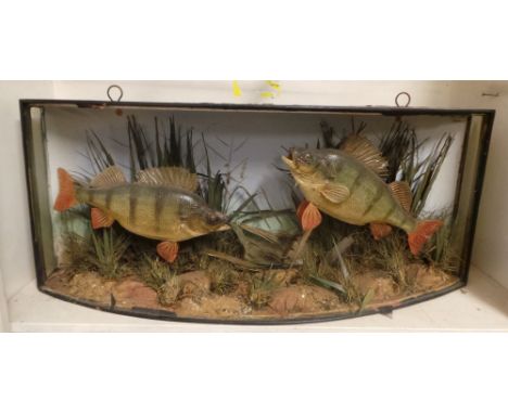 An early 20th Century taxidermy model of cased two fish in a naturalistic setting, having glazing (A/F)