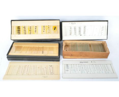 Of zoological, entomology interest. A large collection of retro vintage mid 20th Century c. 1960s fish / sea life specimen sl
