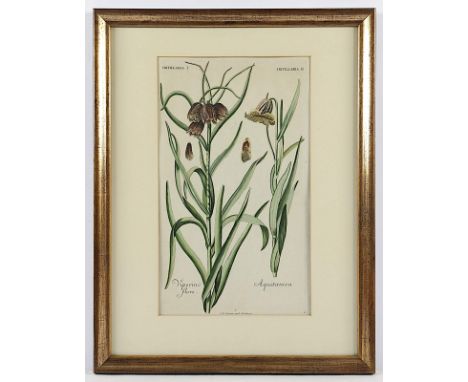PFLANZENSTICH, Fritillaria (Schachbrettblume), koloriert, 39 x 23, Johann Martin Seligmann, 18.Jh., R.