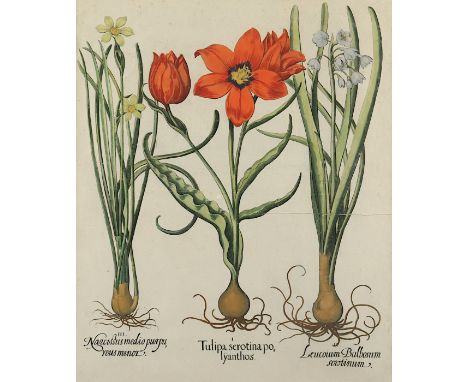 TULPEN - NARZISSE, "Tulipa serotina polyanthos", Leucoium Bulbosum serotinum, Narcissus medio purpureus minor (Späte mehrblüt