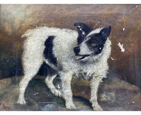 E Tyrrell (British early 20th century): Portrait of a Jack Russell, oil on canvas signed and dated 1933, 34cm x 44cm