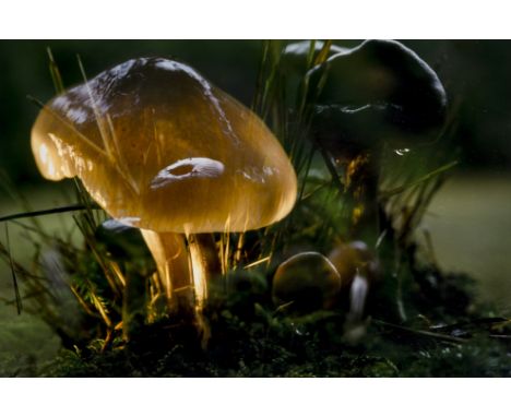 Peter Fischli (b.1952) &amp; David Weiss (1946-2012)Untitled (Mushroom)Chromogenic print in colours, 2006, signed by both art
