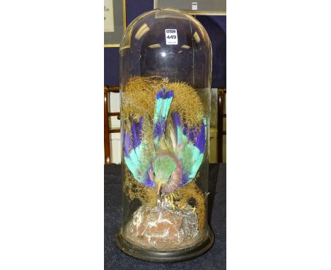 A taxidermy roller bird under glass dome, circa late 19th century, raised on ebonised circular plinth