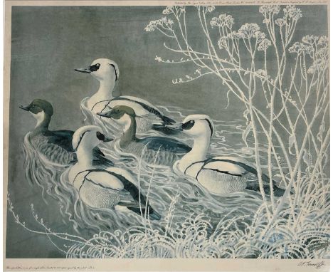 After Charles Frederick Tunnicliffe (1901-1979), 'Smew', limited edition lithograph, numbered 484 (of 500 copies) and signed 