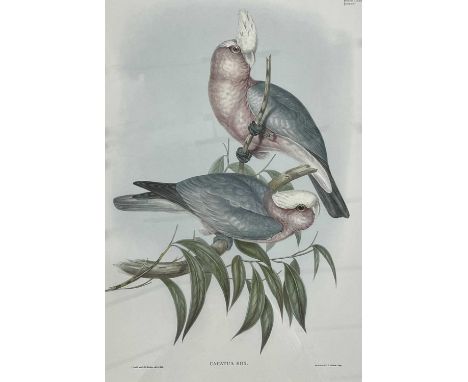 John Gould and Henry Constantine Richer, Roseate Cockatoo, (Plate 13), The Birds of Asia, Charles Joseph Hullmandel &amp; Wal