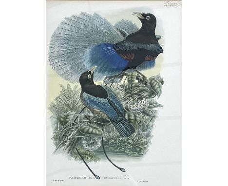 William Matthew Hart (Irish 1830-1908), Prince Rudolph's Bird of Paradise (Plate 38) from Richard Bowdler Sharpe, Monograph o