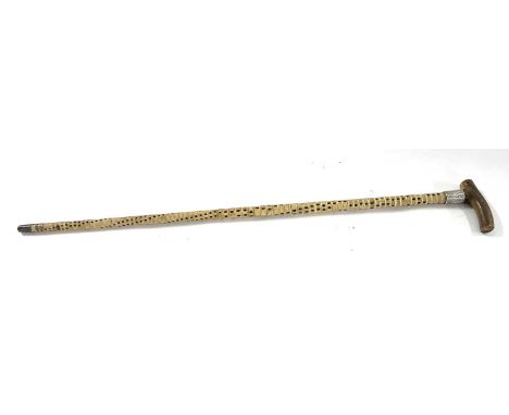 Early 20th Century shark vertebrae walking stick with horn handle and silver band, hallmarked Chester 1901, length 90cm