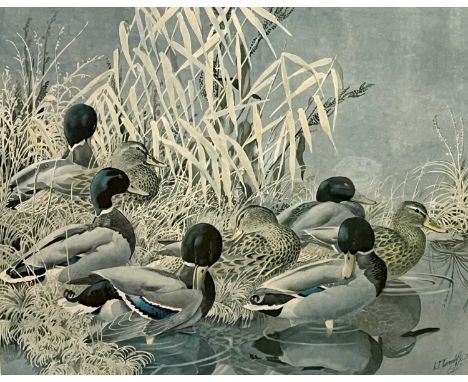 After Charles Frederick Tunnicliffe (1901-1979), 'Mallard', limited edition lithograph, numbered 484 (of 500 copies) and sign