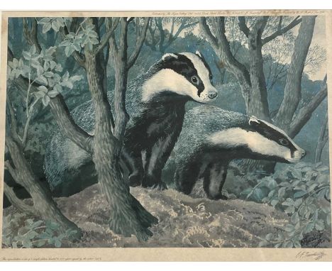 After Charles Frederick Tunnicliffe (1901-1979), wandering Badgers, limited edition lithograph, numbered 448 (of 500 copies) 