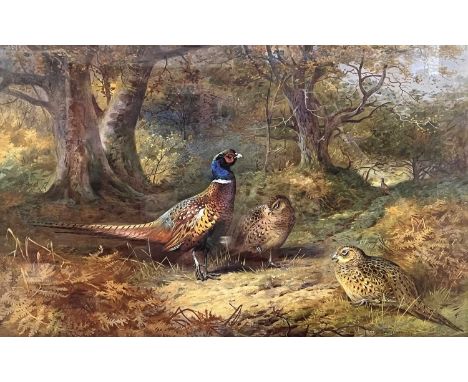 After Archibald Thorburn (British,1860-1935), a group of ring necked and hen pheasants in woodland, limited edition lithograp