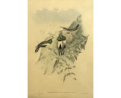 John Gould and H.C.Richter, "White-Sided Hill-star", coloured lithograph,13x20ins, framed and glazed.