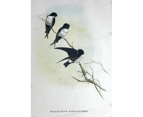 John Gould and Henry Constantine Richer, Nepal House Martin, produced by Hullmandel &amp; Walton, imp., colour lithograph, 20