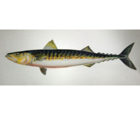 COUCH. JONATHON. A History of the Fishes of the British Isles. Dismembered vols 1-3 many coloured plates only. Pub 1877 