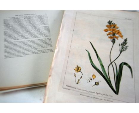 PHILLIP MILLER. 1757. Ornithogalum. plate CXCII only drawn by R. Lancake, 13 1/4" x 8 1/2" (33.5cm x 21.5cm) plate with margi