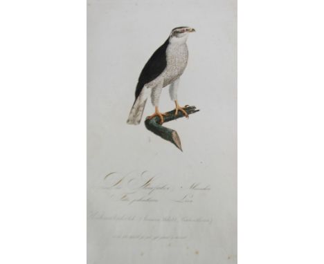 SUSEMIHL SENIOR AND JUNIOR (by and after), NINE EARLY NINETEENTH CENTURY HAND COLOURED COPPER PLATE ENGRAVED ORNITHOLOGICAL U