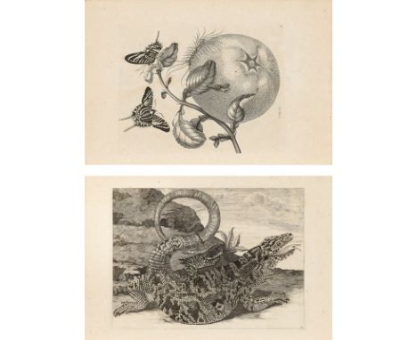  Maria Sybilla Merian Histoire des insectes de l'Europe. Traduite du hollandois en francois par Jean Marret, Amsterdam, Jean 
