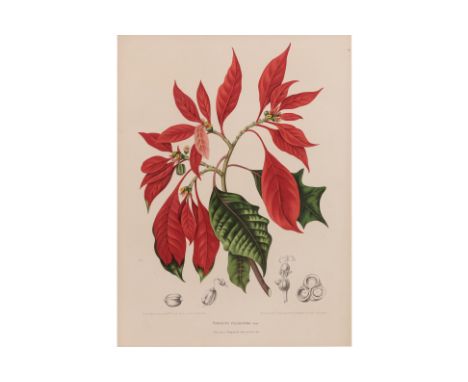 A 19TH CENTURY DUTCH BOTANICAL PRINT - CHRISTMAS STAR
Titled, 'Poinsettia Pulcherrima. grah.', chromolithograph by Berthe Hoo