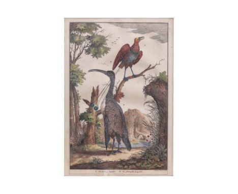 AN 18TH CENTURY DUTCH PRINT OF INDONESIAN BIRDS
A Bird of Paradise and another native Indonesian bird, from François Valentyn