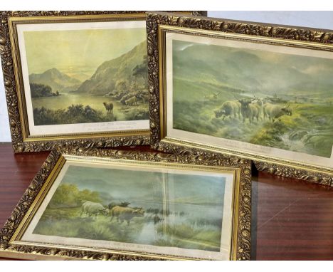 3 large vintage gilt framed highland cattle prints. 69x50cm