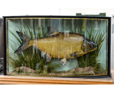 Taxidermy: a large bream by John Cooper, in a bow fronted case with gold lettering, internal trade label, caught by J. S.Knig