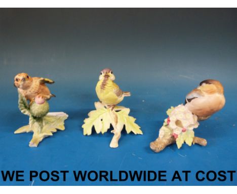 Three Royal Worcester fledgling birds including great tit, bullfinch and goldfinch