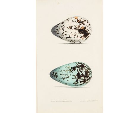 Hewitson (William Chapman) - British Oology, 2 vol., 155 hand-coloured plates, tissue-guards, some very light scattered foxin