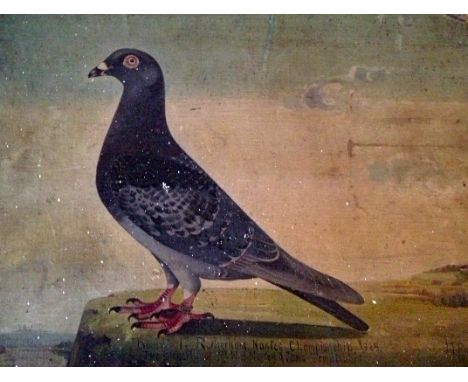Portrait of a racing pigeon in oils signed and dated J T Ryder 1929 insribed "Binny" Rotherham to Nantes the property of Mr. 