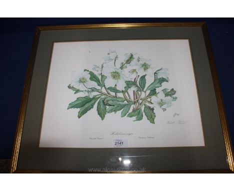 A limited edition Print of Hellebores Niger by Elizabeth Cameron