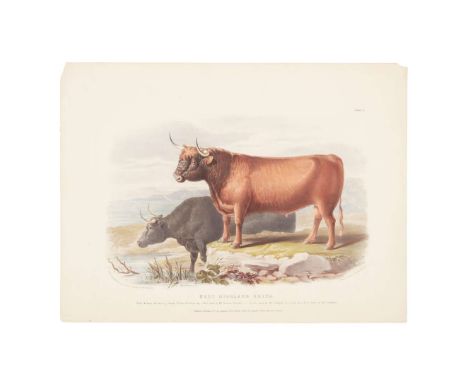 Low, David [Plates from] The Breeds of the Domestic Animals of the British Islands London: Longman, Orme, Brown, &amp; Longma