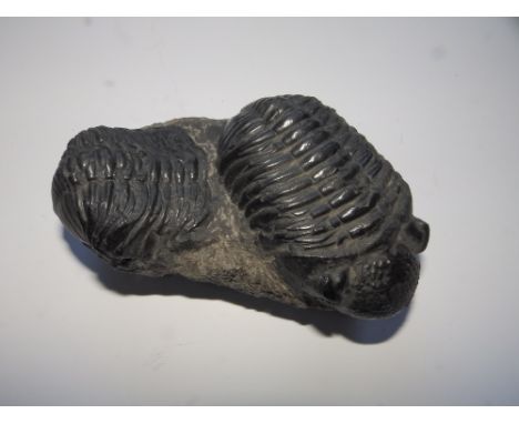A black fossil of two Mrakbina,  5" across.