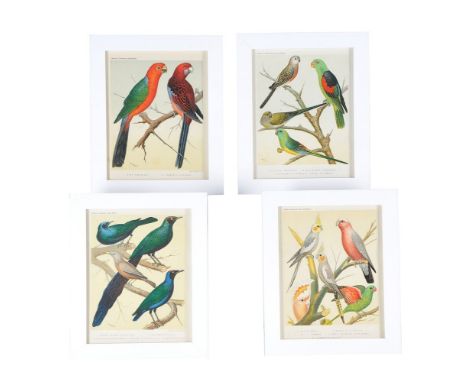 A set of twelve colour prints  from Cassell's Canaries and Cage Birds, first published late 19th century, to designs by Willi