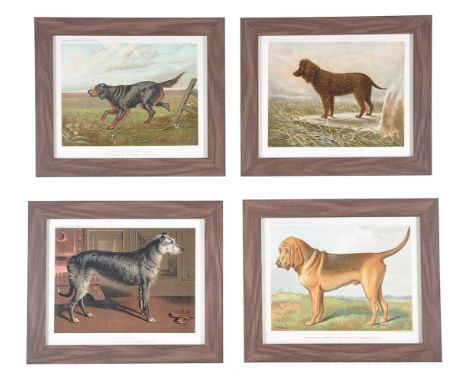 A set of twelve colour prints from Cassell's Illustrated Book of the Dog, first published in 1881 by Cassell, Petter, Galpin 