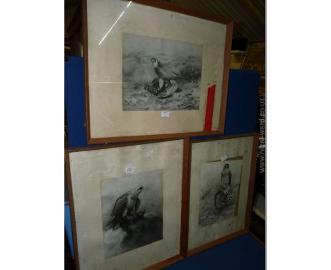 Three framed Prints depicting Birds of Prey by the artist G. E. Lodge