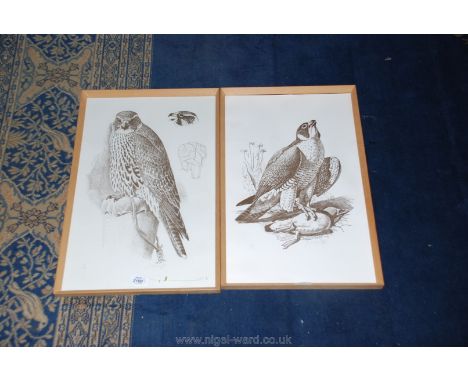 A Pair of Charles Frederick Tunnicliffe limited edition Prints of Hawks and Falcons