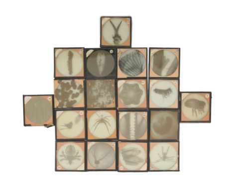 Late Victorian Microscopic Magic Lantern Slides1880 and later, featuring various subject matters including the wing scales of