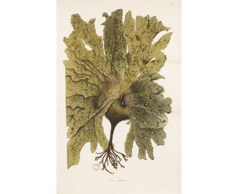 Seaweed.- Turner (Dawson) Fuci; or, Colored Figures and Descriptions of the Plants Referred by Botanists to the Genus Fucus, 