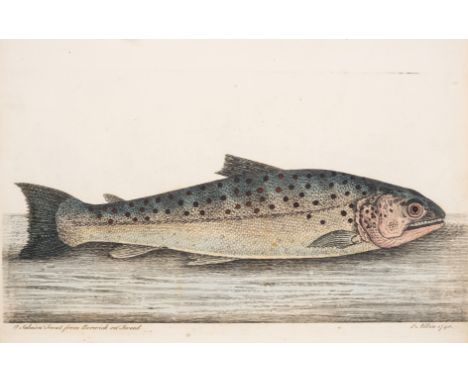 Fish.- Albin (Eleazar) The History of Esculent Fish, first edition, half-title, 18 fine hand-coloured engraved plates, some o