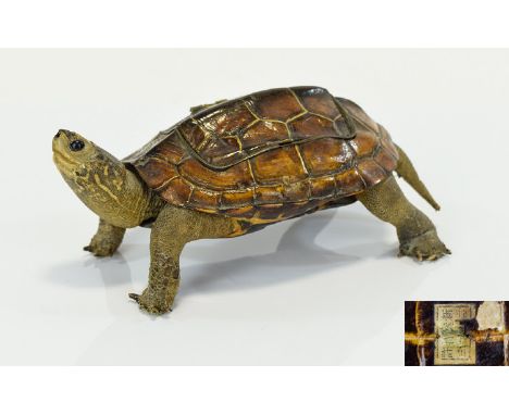 Taxidermy Interest Vintage Tortoise Inkwell Small tortoise with hinged lid to top of shell with two central ceramic ink bottl