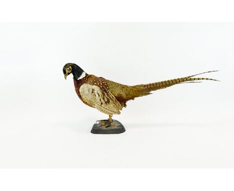 Taxidermy Interest Male Ring Necked Pheasant (Phasianus colchicus) A vintage example mounted on painted cork base. Reasonable