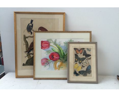 A mixed lot of pictures, including a watercolour of tulips, an ornithological print by P.Paillou and a print of butterflies