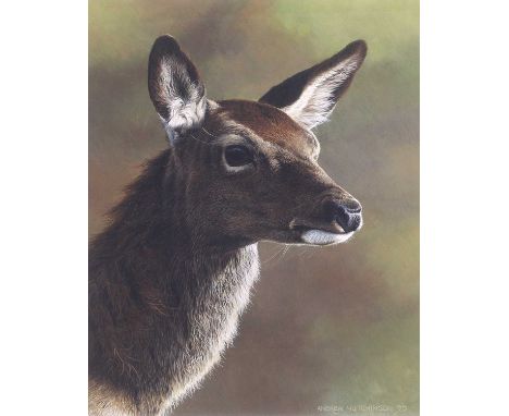 Andrew Hutchinson (b.1951)Head study of a Roe DeerSigned, gouache, 28.5cm by 22cmIn overall good and original condition. Appr