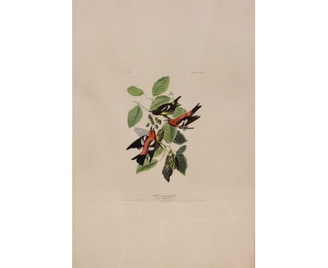 After John J Audubon (American, 1785-1851),Three large ornithological studies comprising: "White Throated Sparrow", "White-wi