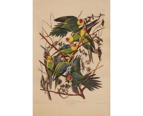 After John J Audubon (American, 1785-1851),Two large ornithological studies comprising: "Carolina Parrot" and "Red-shouldered