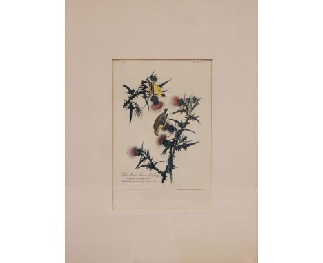 After John J Audubon (American, 1785-1851),Four large ornithological studies comprising: "Yellow Bird or American Goldfinch",